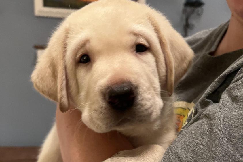 Yellow Colored Four Belles Labrador Retriever