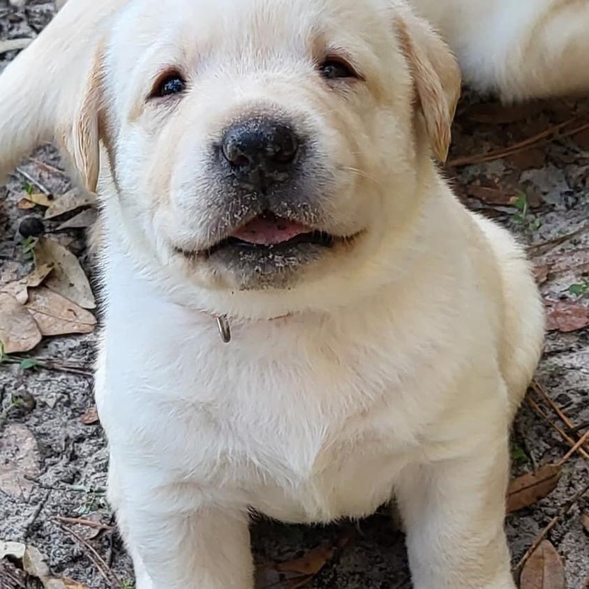 Yellow Colored Suebel Labradors South Labrador Retriever