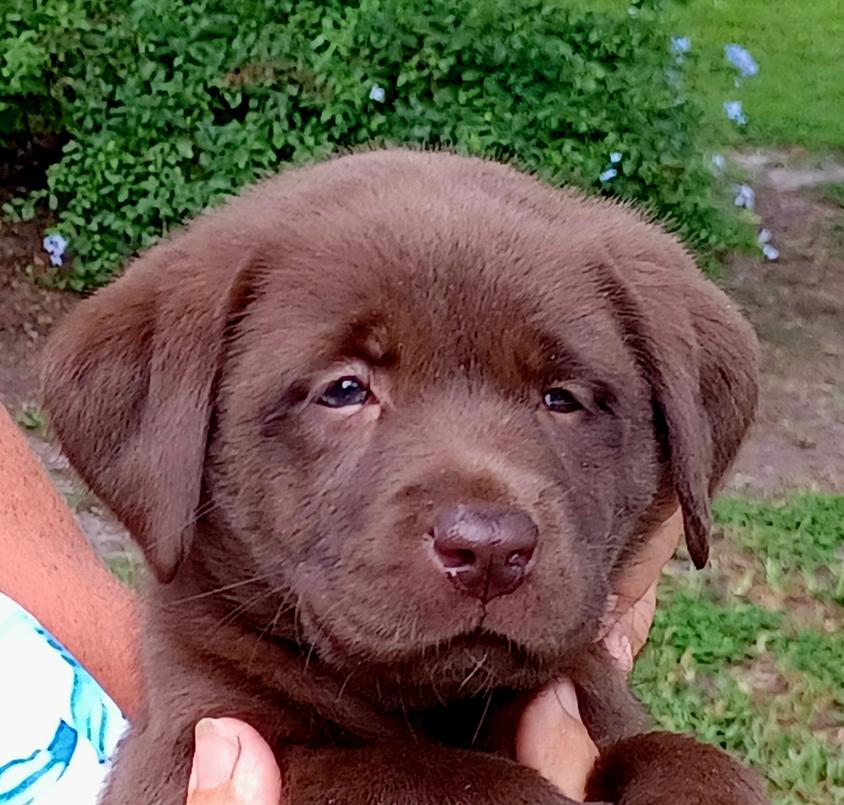 Black Colored Spirit Oaks Labrador Retrievers