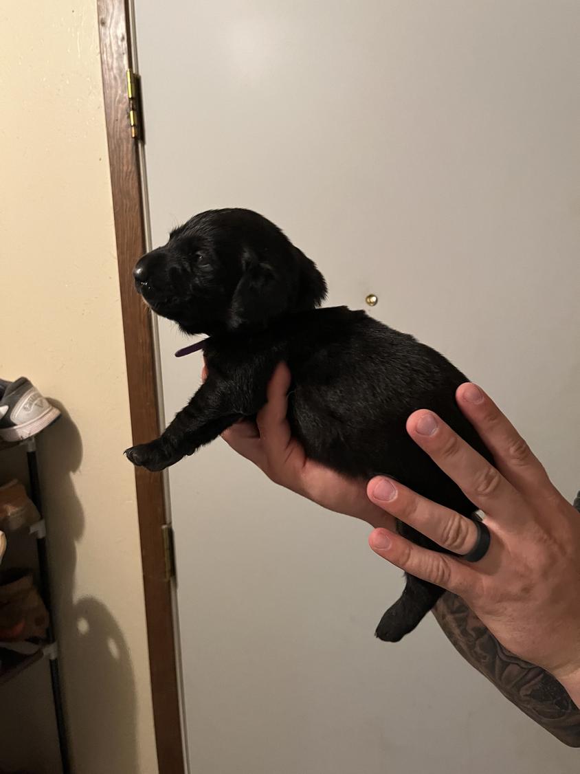 Black Colored J and D Labrador Retrievers