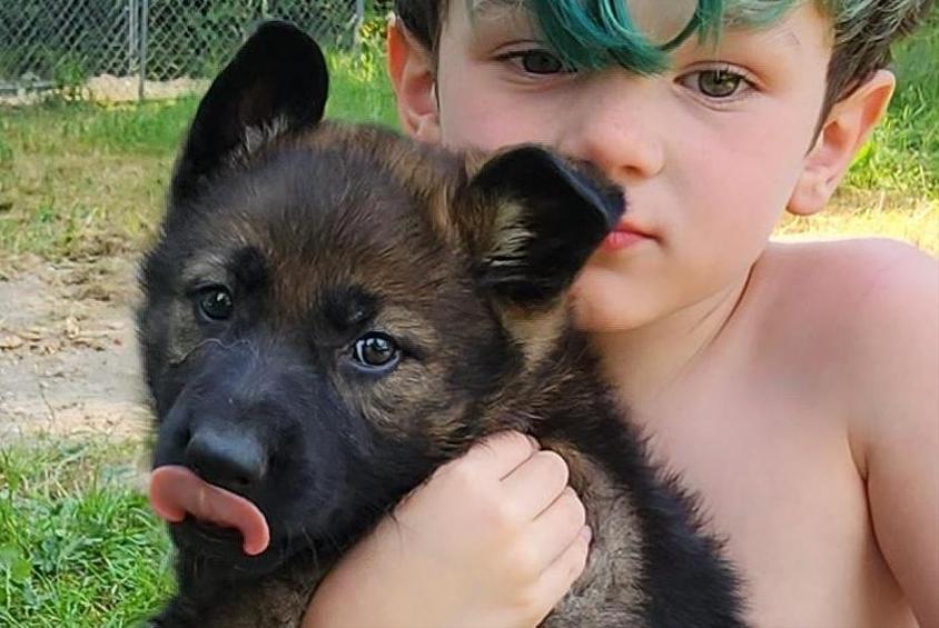 Sable Colored Diwaids Working German Shepherd Dog