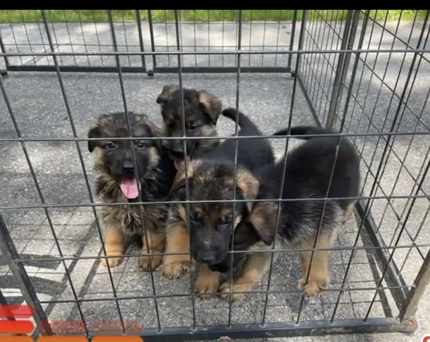 Black and Red Colored Noble German Shepherds of Maine