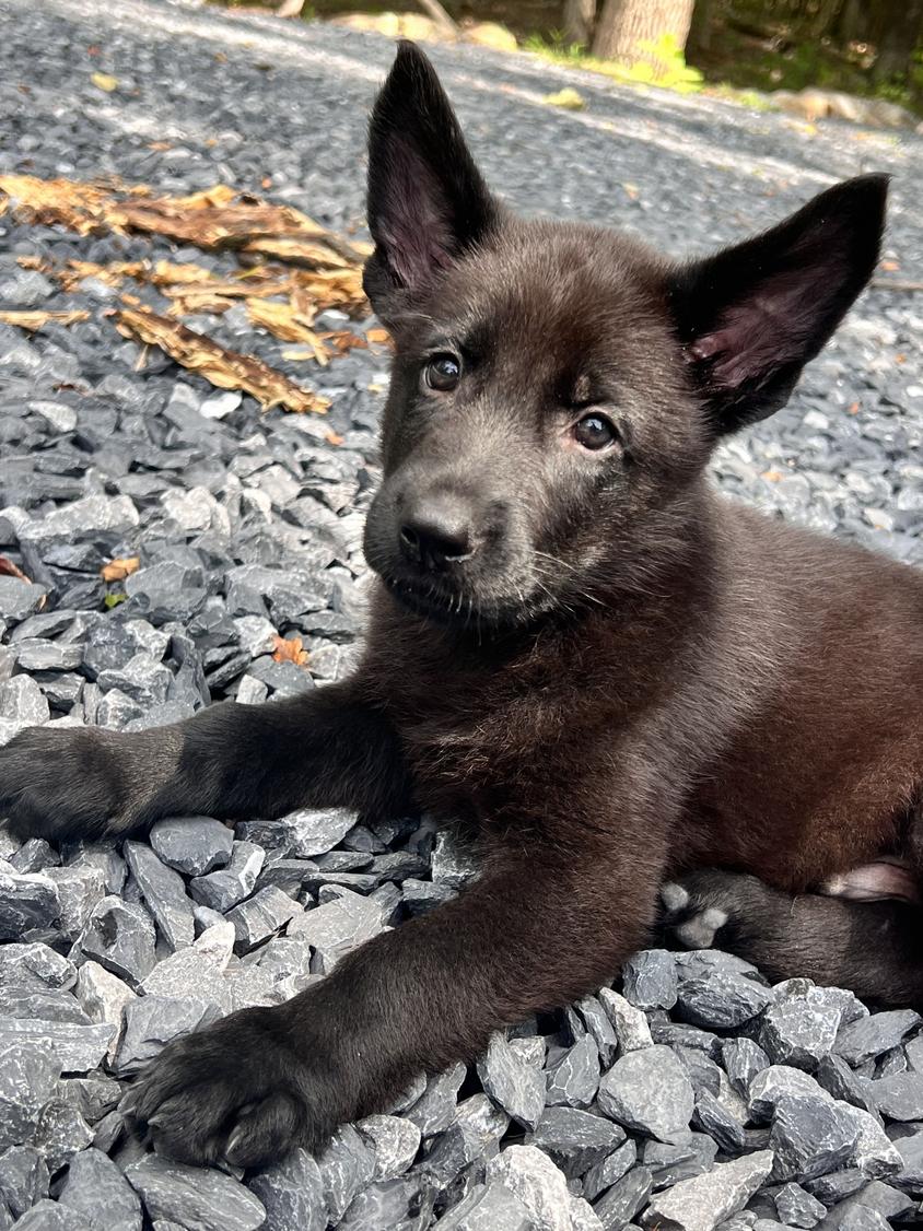 Black Colored North Mountain Kennels German Shepherd