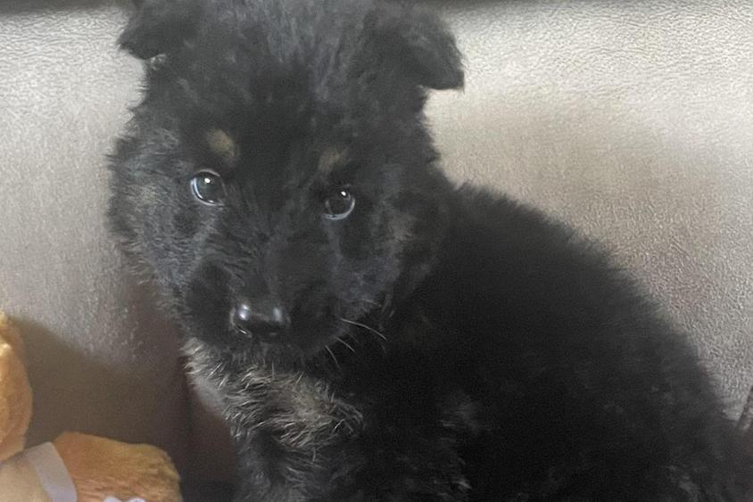 Black and Red Colored On The Sunny Side Pavey Farms German Shepherd