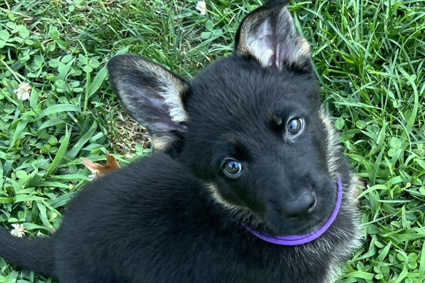 Bi Colored Z Tykev Vino LLC German Shepherd