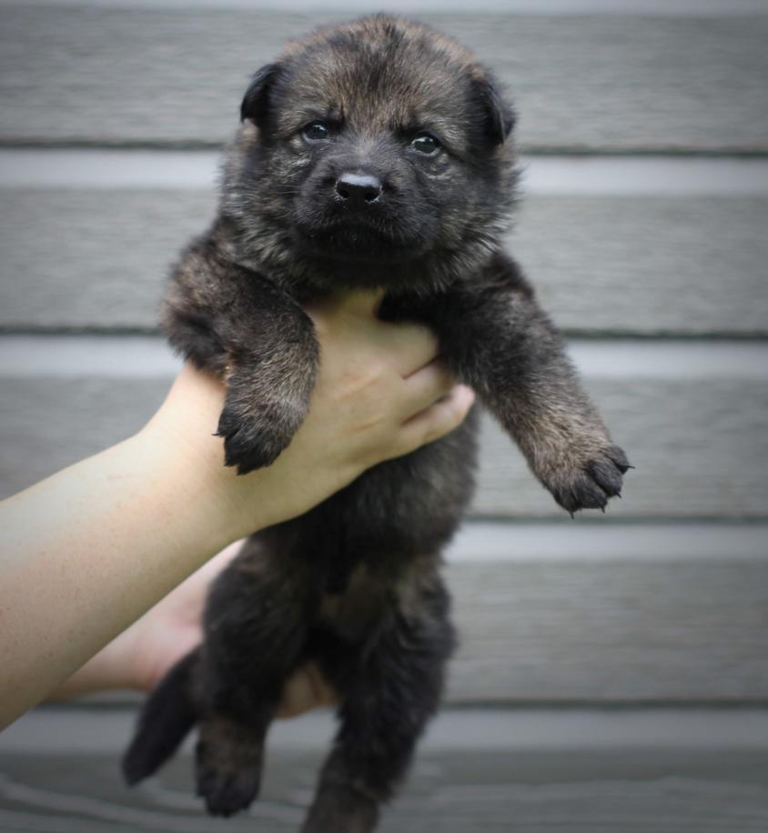 Sable colored Trusting Hearts Family German Shepherds