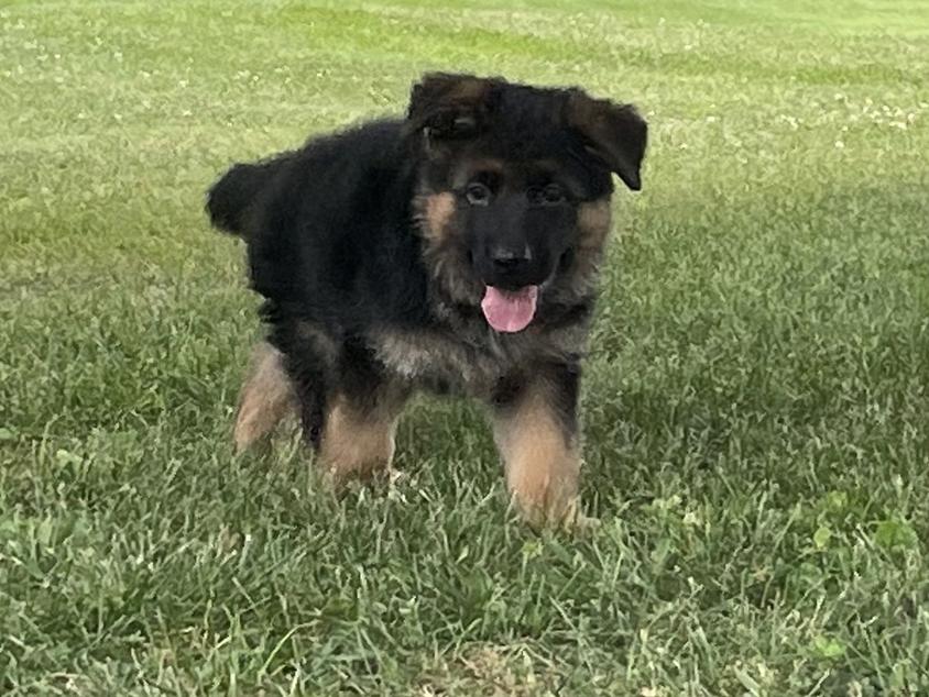 Black and Red Colored Cute Drache Feld German Shepherd