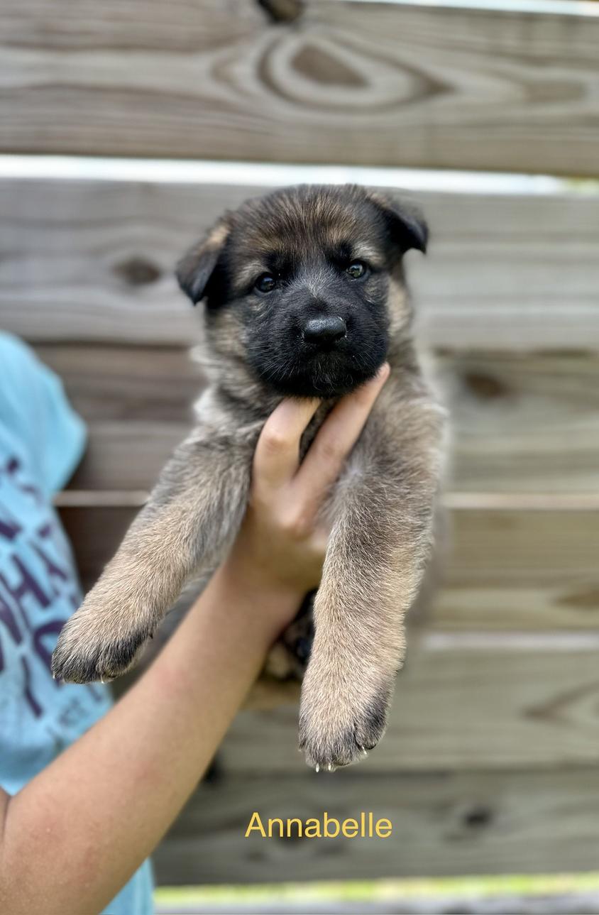 Black and Red Colored Winter’s Song Kennels German Shepherd