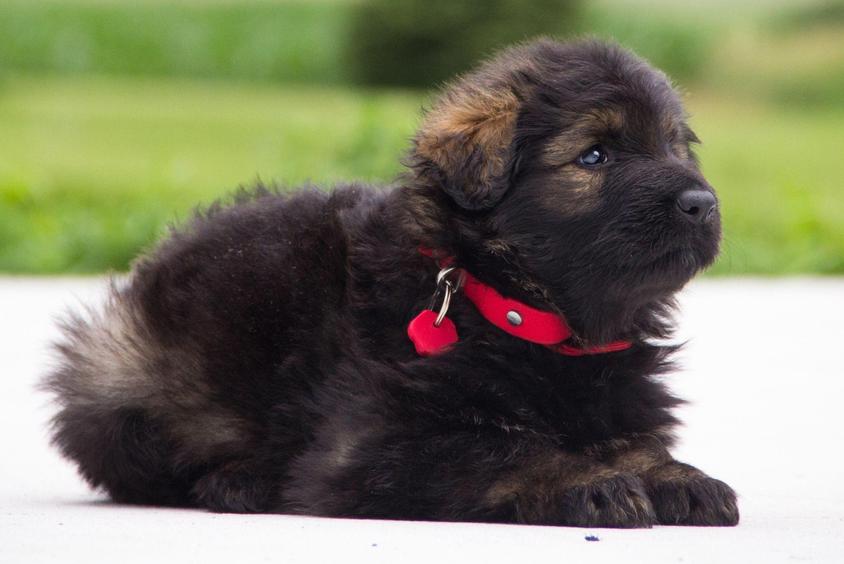 Sable Colored Cute Journey's German Shepherds German Shepherd for Juniata, NE