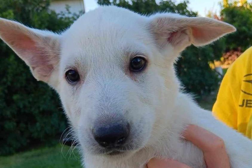 White Colored Mercy's White German Shepherd