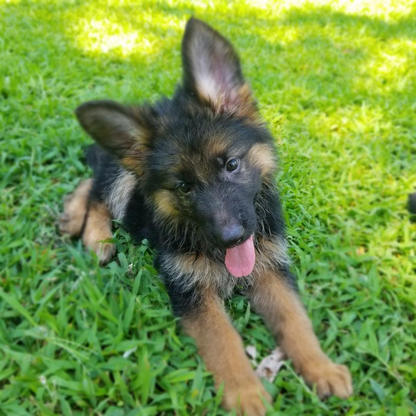 Black and Red Colored 501 German Shepherds