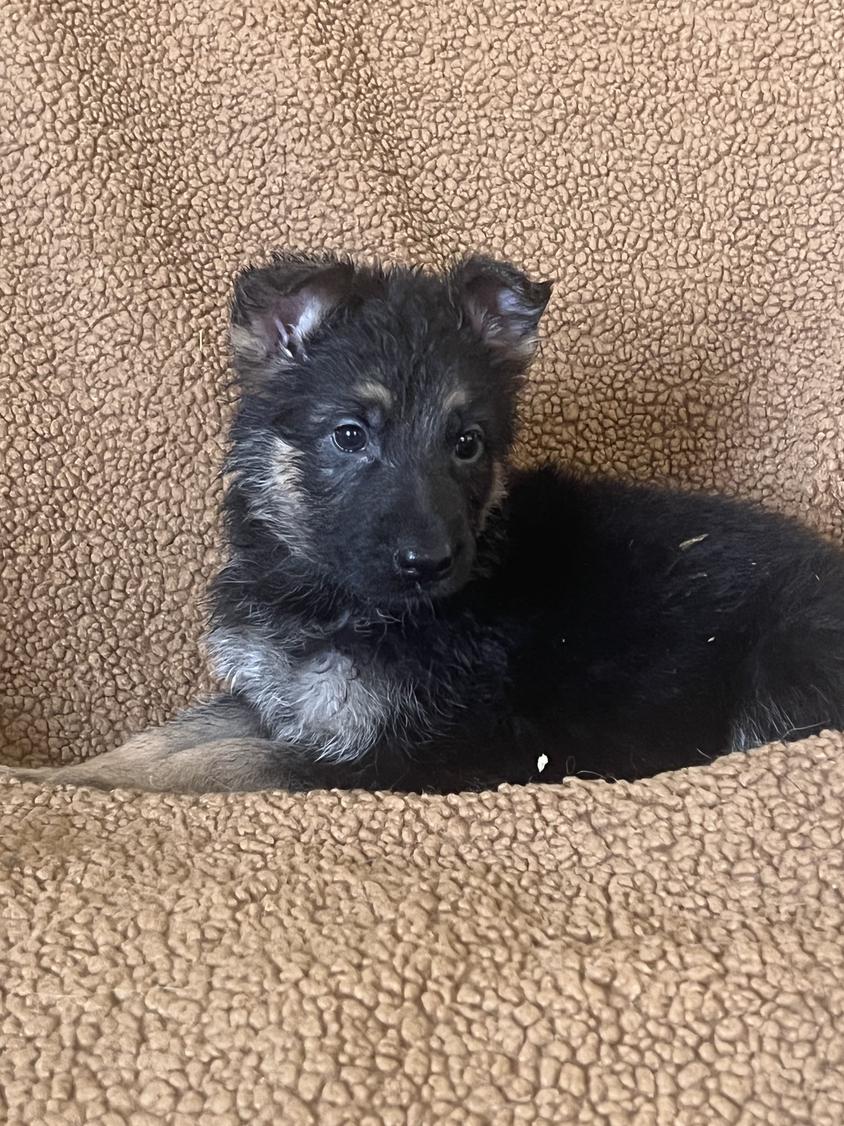 Black and Red Colored Obedient Heart Kennels German Shepherd German Shepherd for Rush Springs, OK