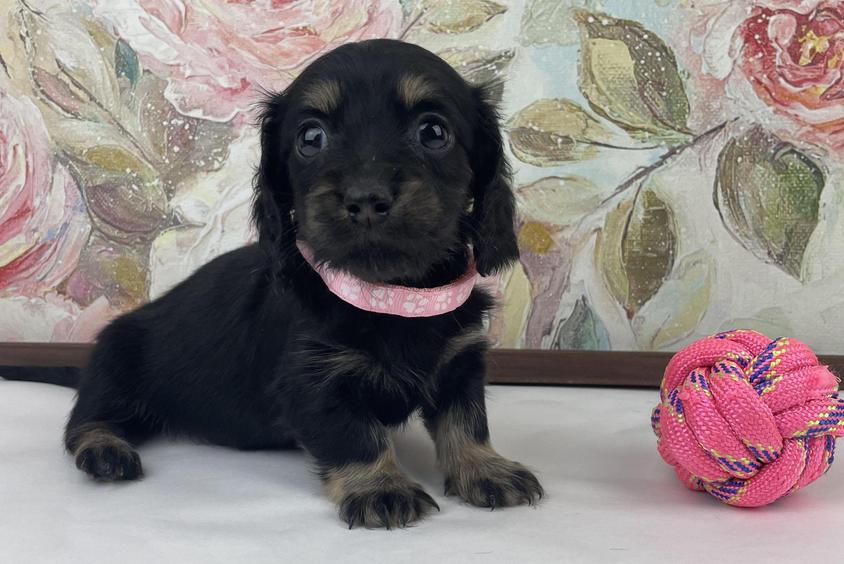 Brindle Colored RNK Dachshunds