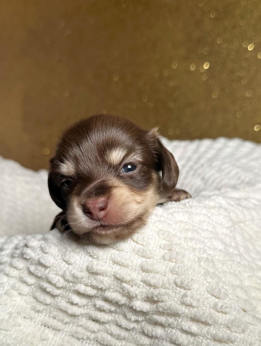 Brindle Colored Double A. Doxies Dachshund