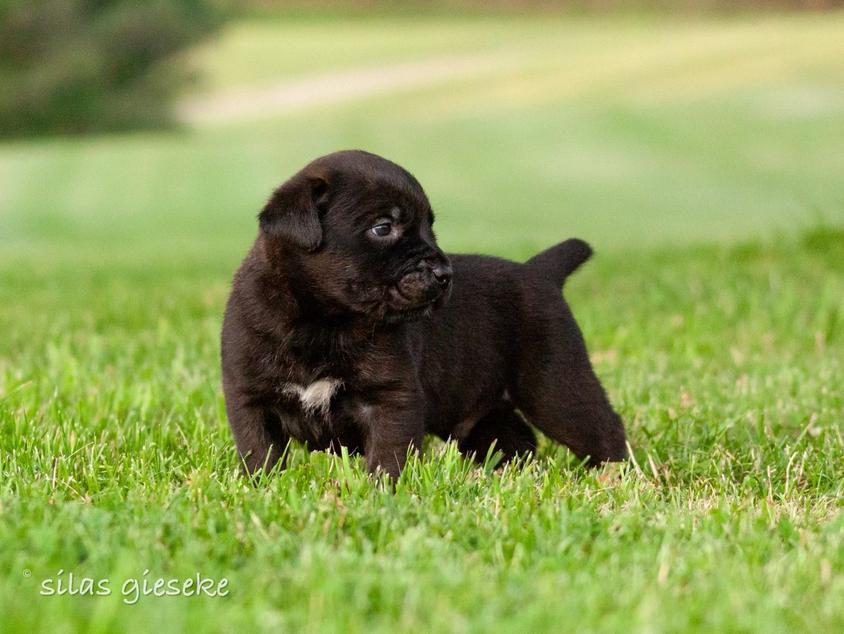 Black Brindle Colored Americana Cane Corso