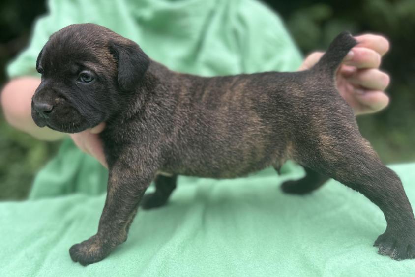 Sable Colored K9 Guardian Cane Corso