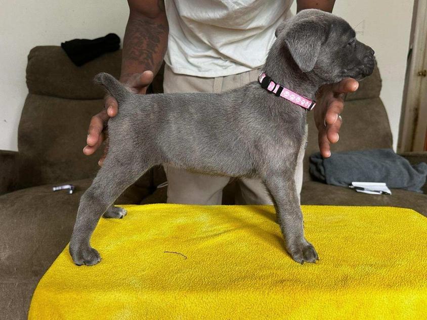 Black Colored BJLiving Kennels Cane Corso