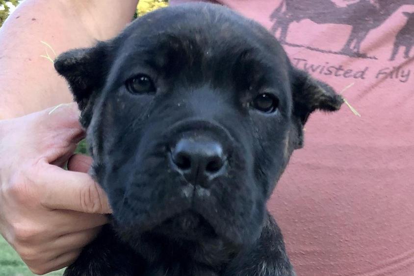 Black Colored Woodlands Cane Corso