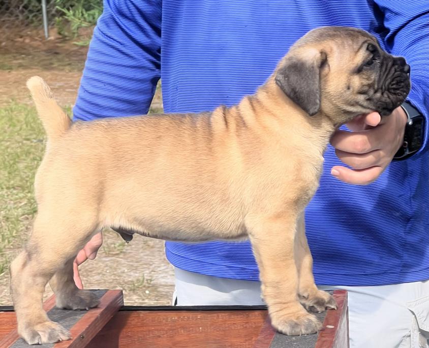 Golden Colored Dream Team Kennels Cane Corso