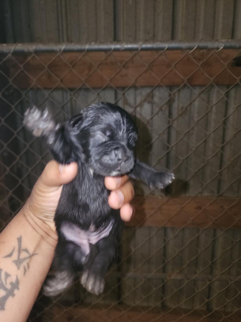 Black Colored Noble Guard Cane Corso