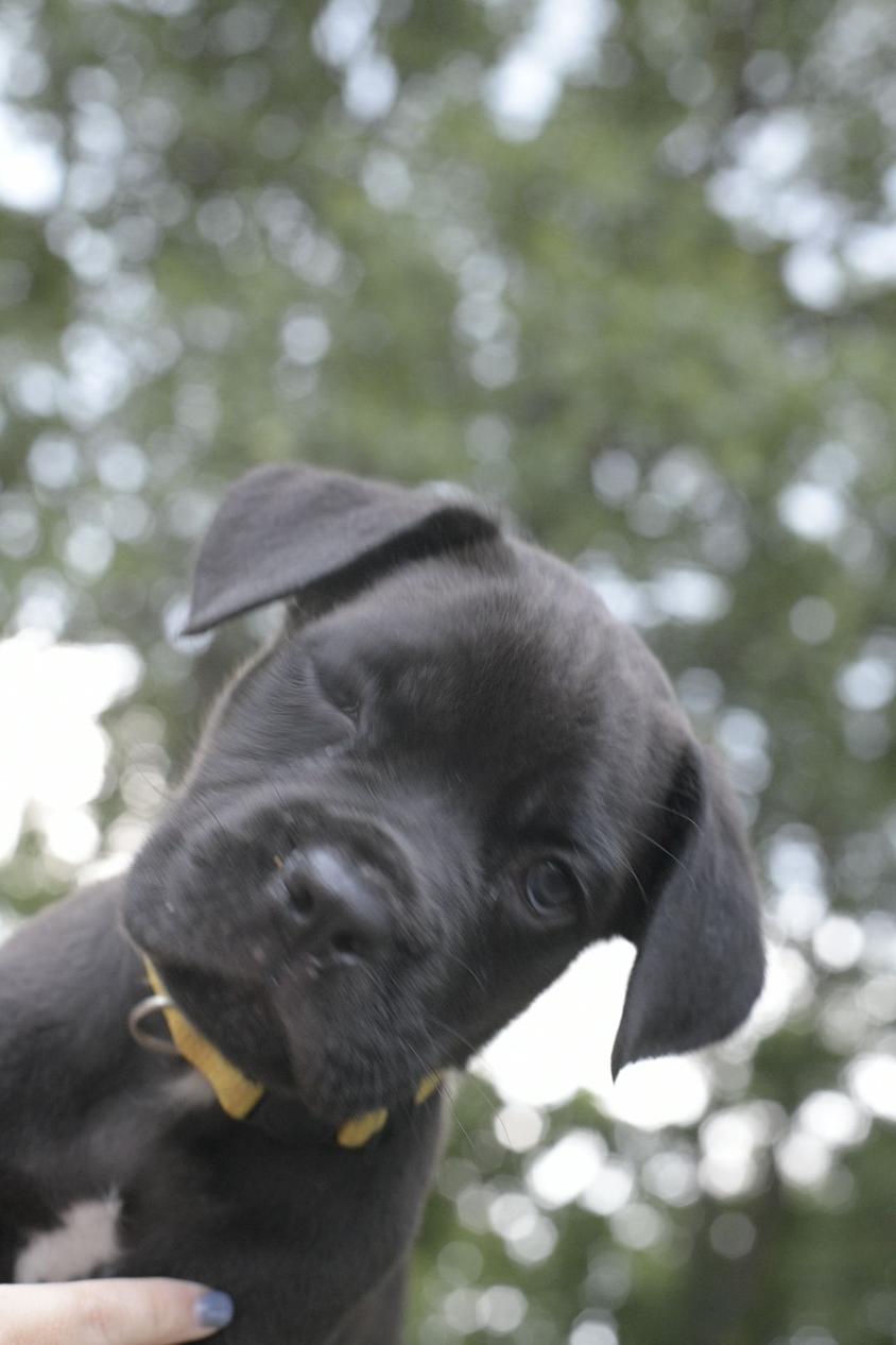 Black Colored Cute Soaring Royalty Canines LLC Cane Corso