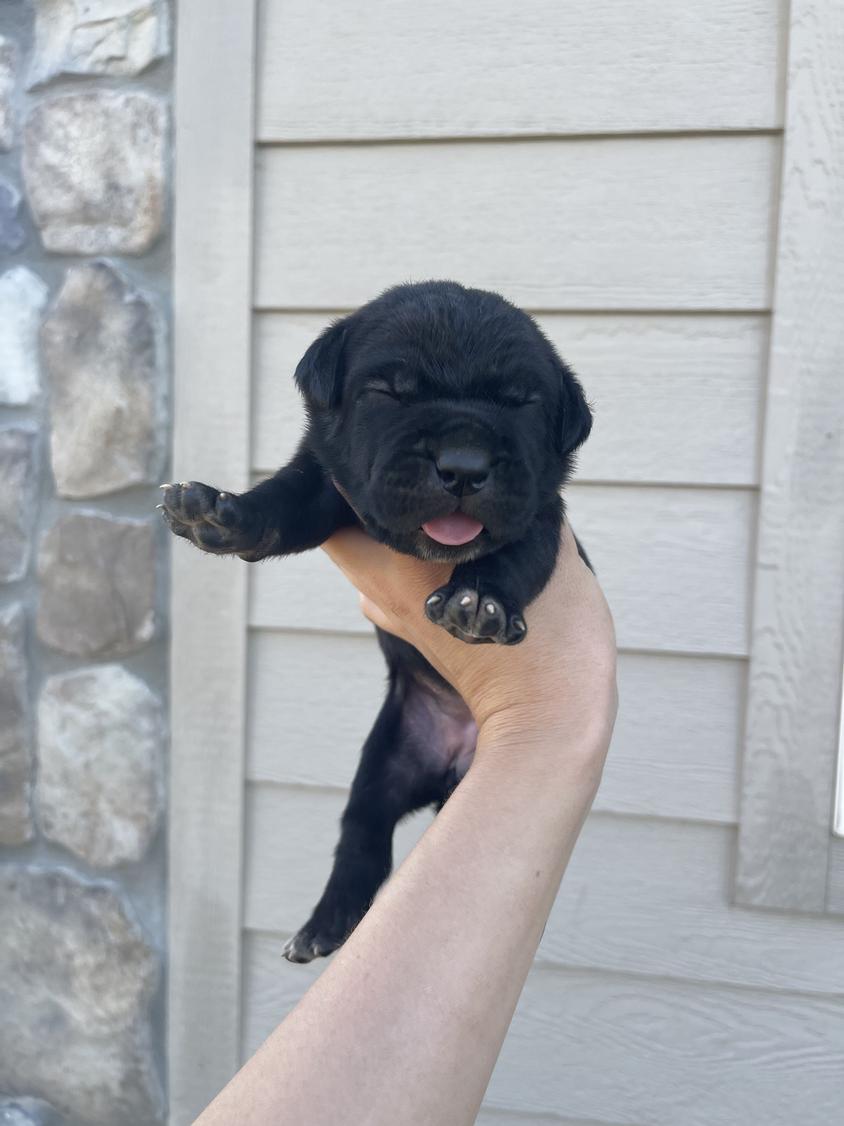 Black Colored Solid Creed Kennels Cane Corso