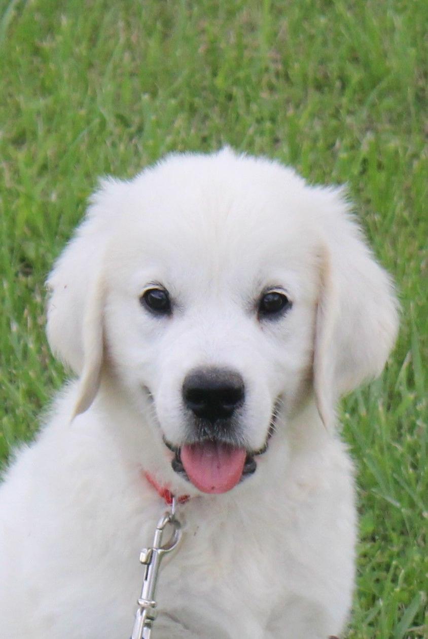 Light Golden Colored Cute North Coast Golden Retrievers LLC