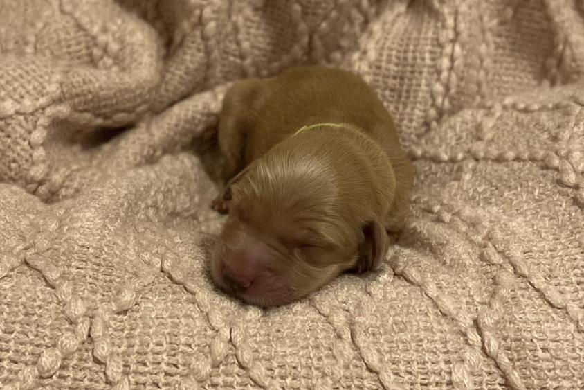 Dark Golden Colored New Beginnings Acres Golden Retrievers