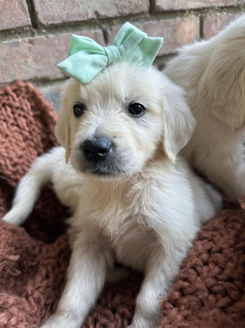 Light Golden Colored Creamy Retrievers