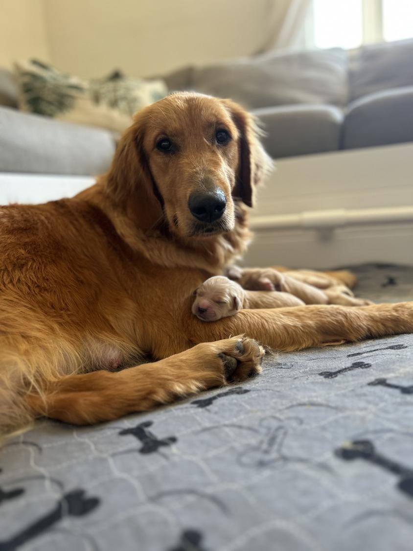 Dark Golden Colored Sunset Retrievers & Doodles