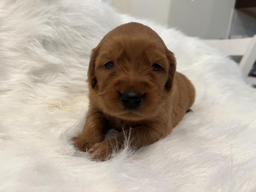 Dark Colored Sweet River Oaks Golden Retriever Golden Retriever for Pearland, TX