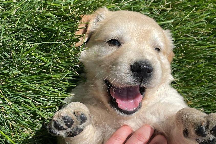 Light Golden Colored Palouse Pups Golden Retriever