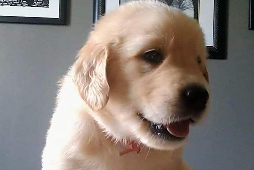 Light Golden Colored Superior Gold Golden Retriever