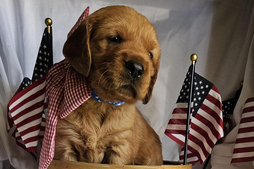 Dark Golden Colored Majestic Golden Retrievers