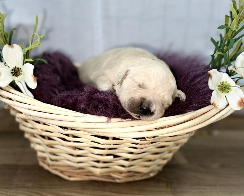 Light Golden Colored Gold Point Pups Golden Retriever