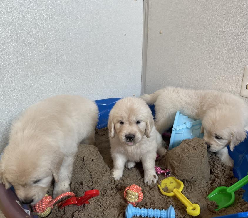 Light Golden Colored High Society Farm Golden Retriever