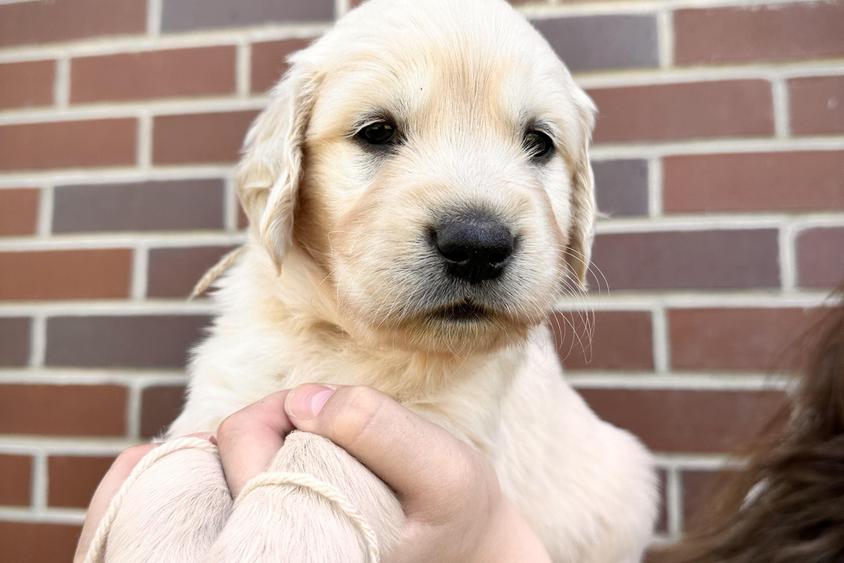 Light Golden Colored Clear Creek Golden Retriever