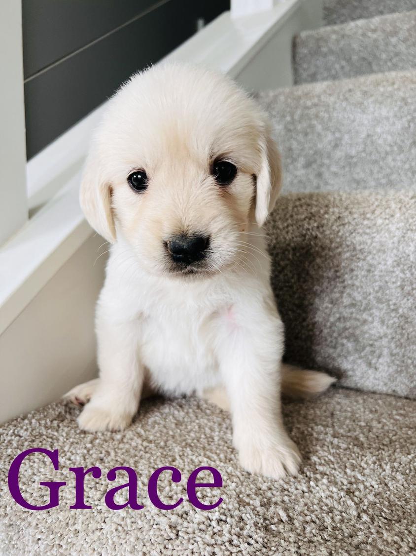 Light Golden Colored Golden’s of Remington Fields Golden Retriever for Piqua, OH