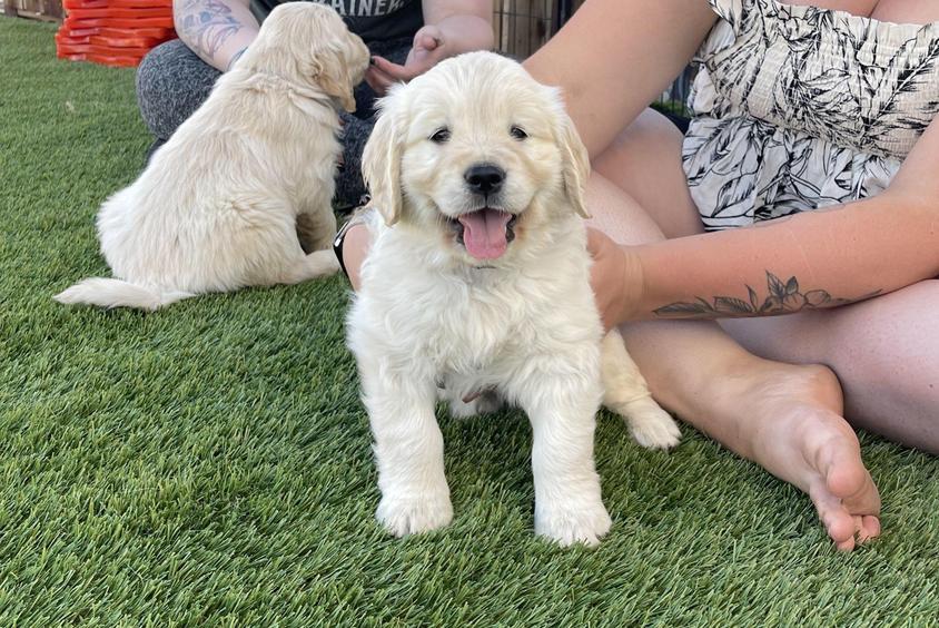 Light Golden Colored Sweet High Sierra Golden Retriever