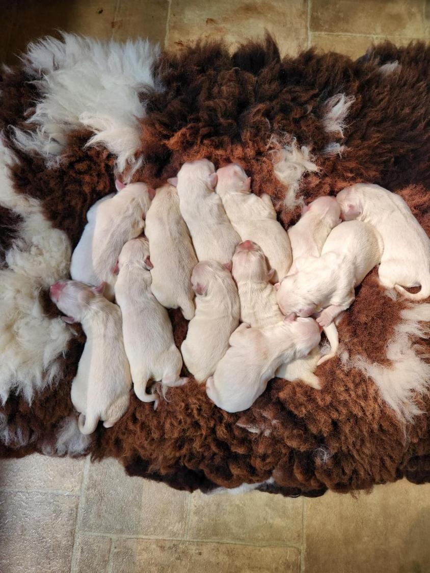 Light Golden Colored Cold Spring Mountain Retrievers