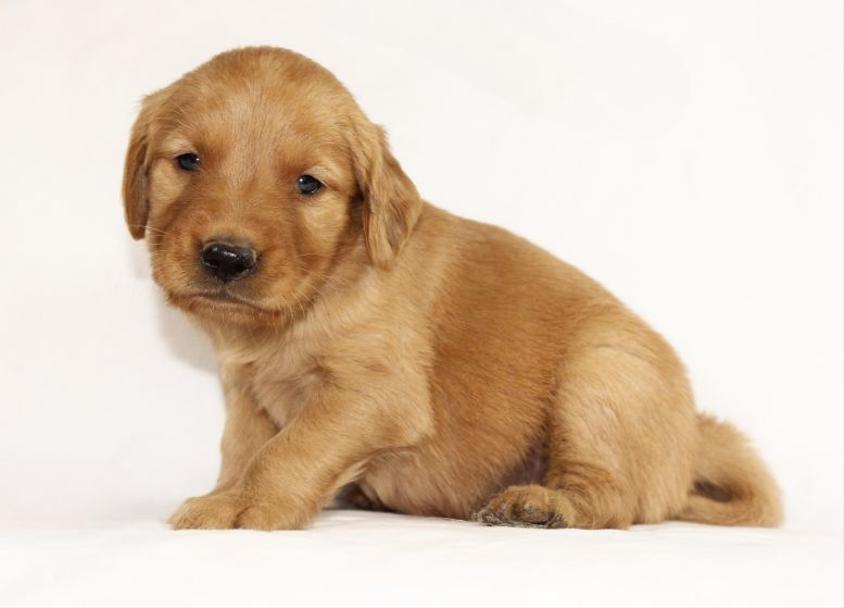 Dark Golden Colored Boyko Ranch K-9s Golden Retriever