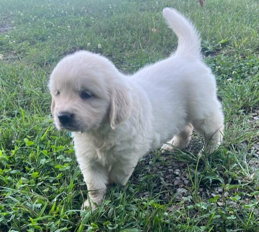 Light Golden Colored Dale Hollow Goldens Retriever