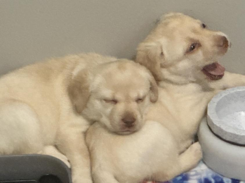 Light Golden Colored Alley Rock Labradors