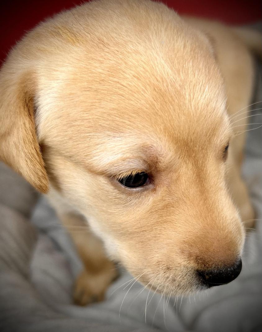 Yellow Colored Osborne Family Retrievers