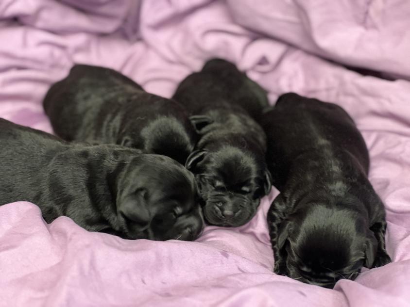 Black Colored Gold Heart Labradors