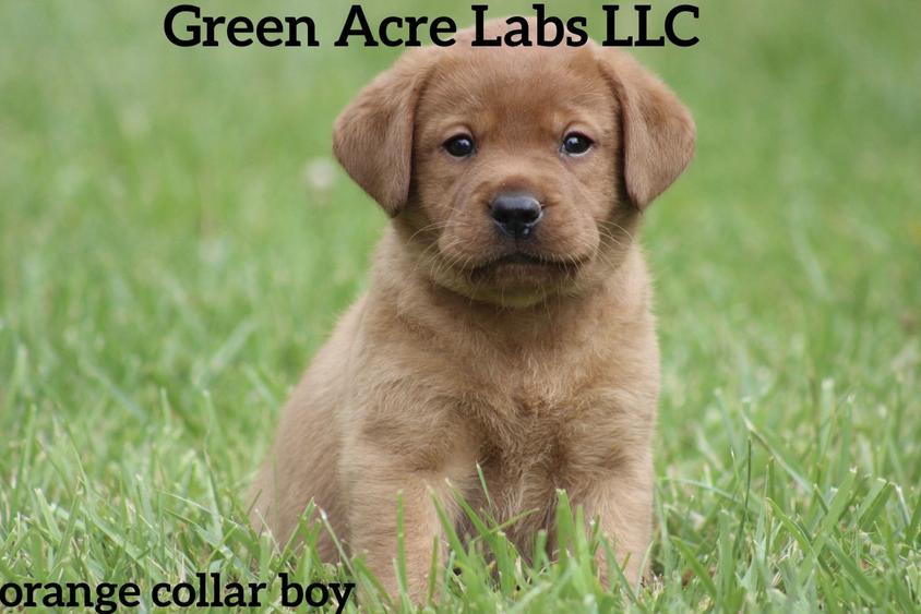 Yellow Colored Green Acre Labs LLC Labrador Retriever