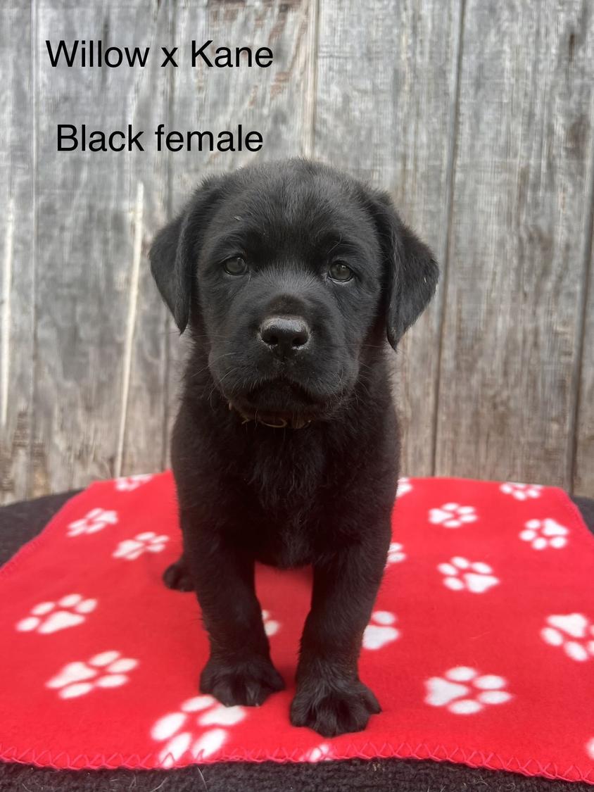 Black Colored Cute Cedar Hill Farm Labrador Retriever