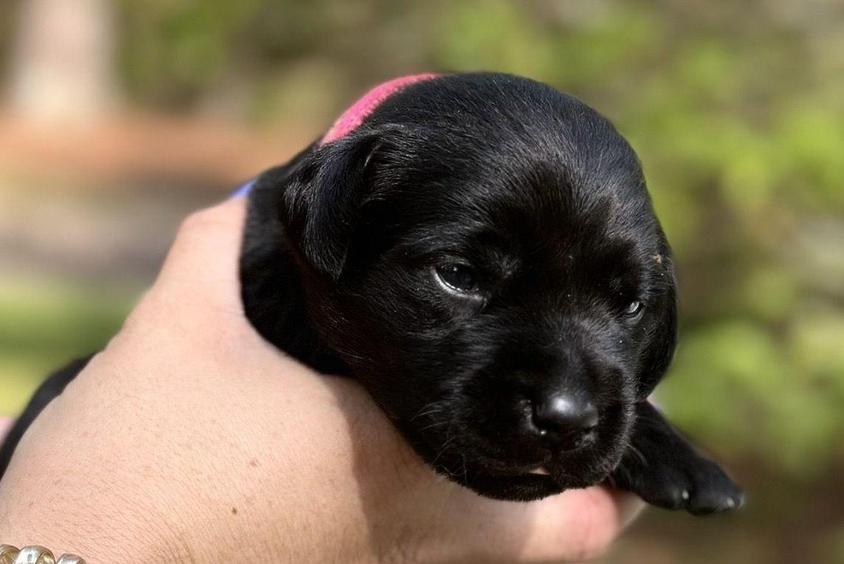 Black Colored Sweet Beaver Creek Kennels Labrador Retriever