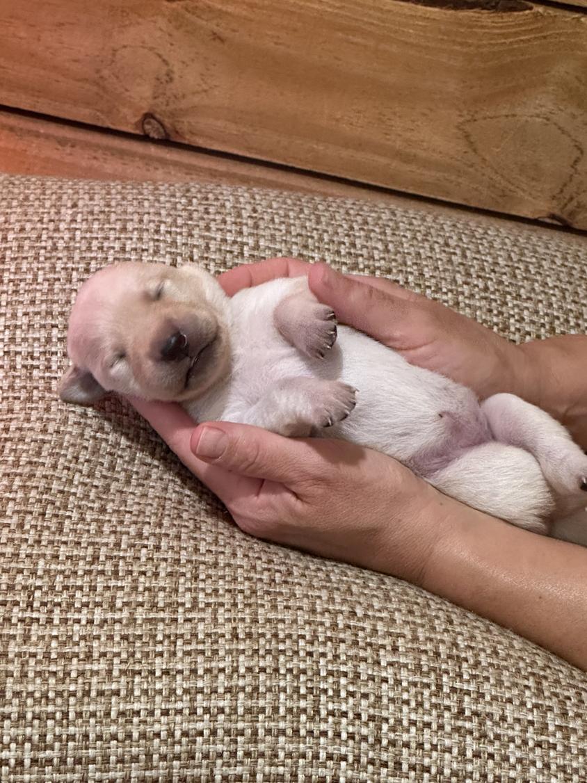 White Colored Southern Field Labrador Retrievers