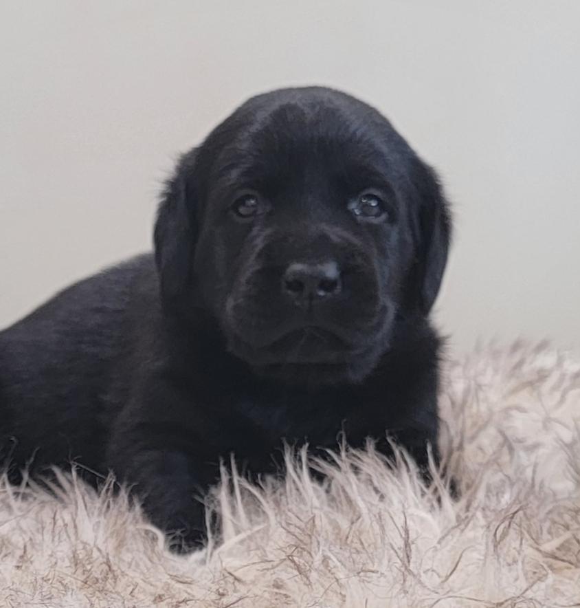 Black Colored Wizedogs Labrador Retriever